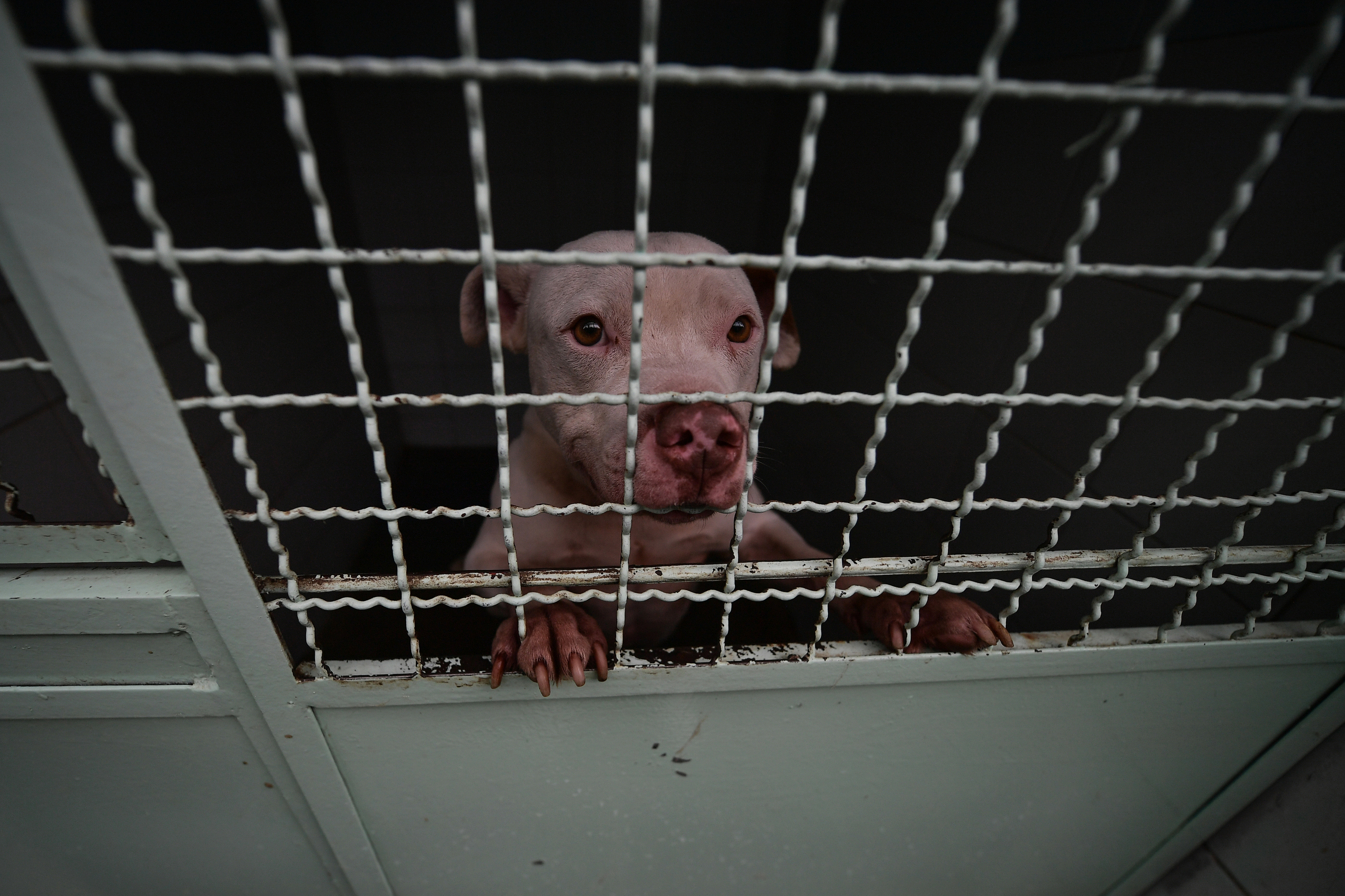 Perros rescatados por el Instituto de Protección Animal del Distrito y que ahora están en proceso de adopción