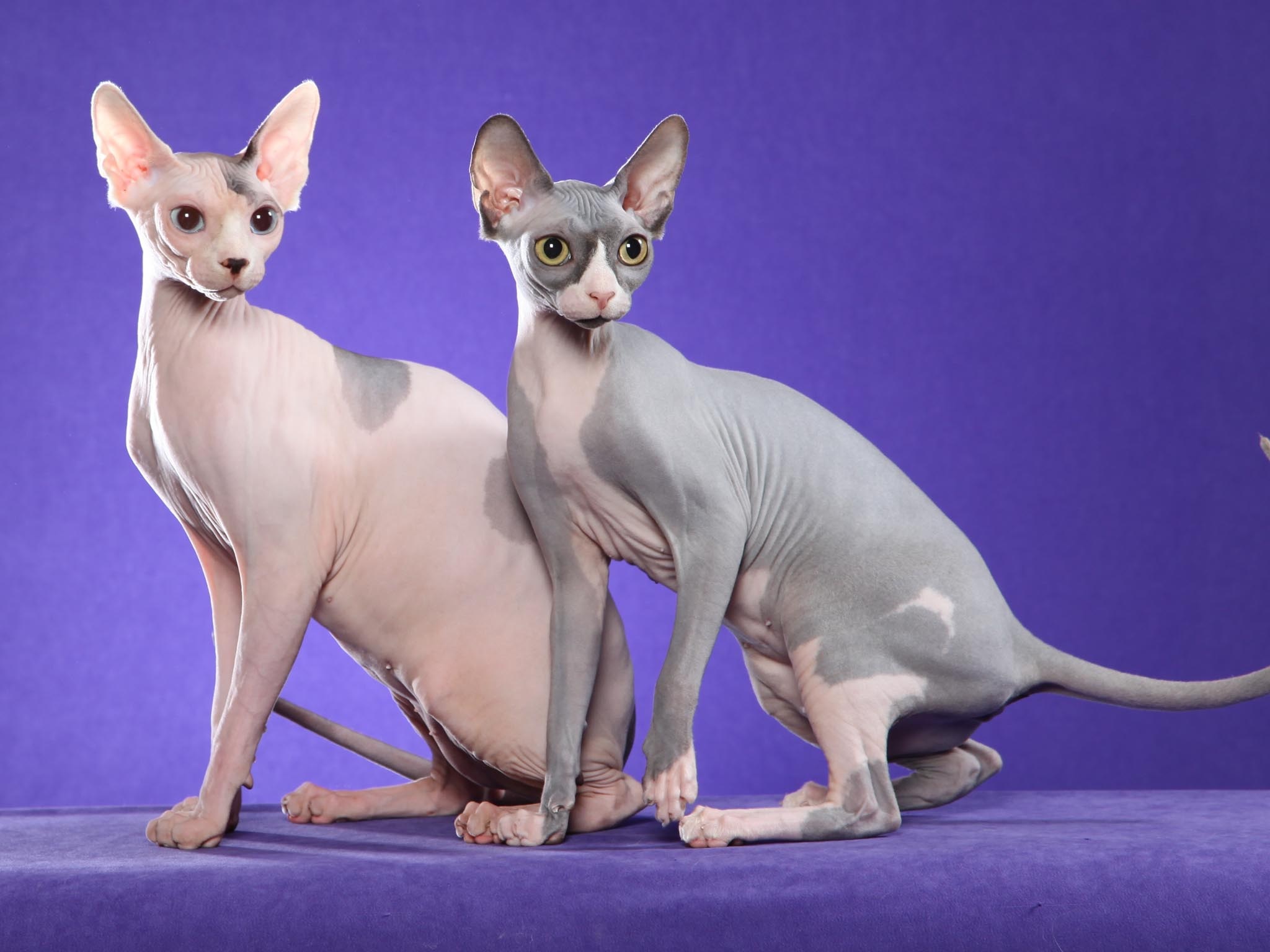 (Fotos) Cinco razas de gatos que no generan alergia en las personas