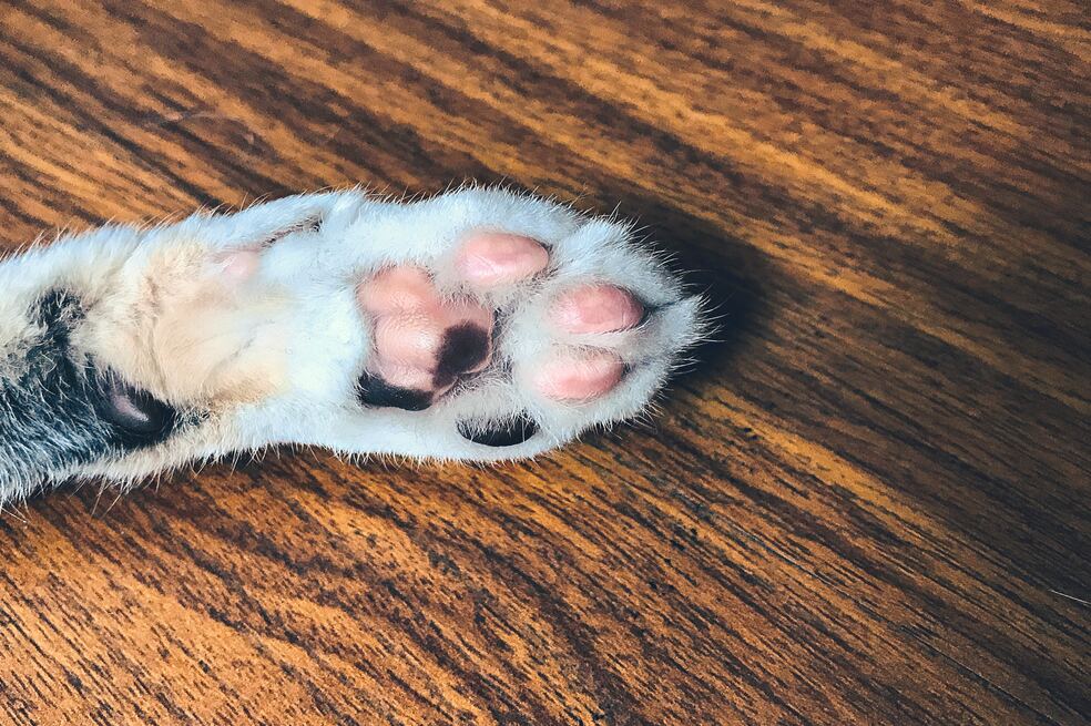 ¿Por qué es bueno adoptar un gato ‘criollo’?