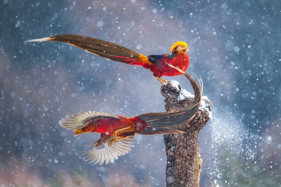 Bailando en la nieve, por Qiang Guo:
En la provincia de Shanxi, en China, dos faisanes dorados machos cambiaban continuamente de lugar en este tronco. Esta especie es endémica de China.