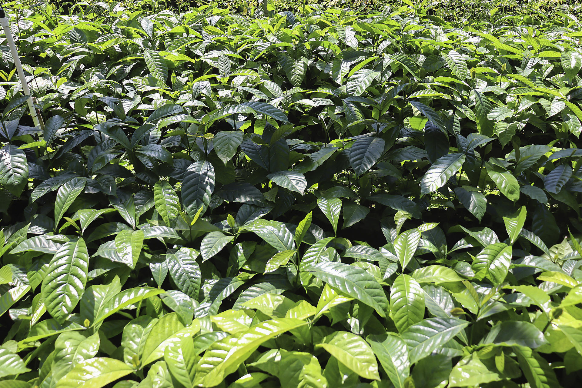 MEX8326. TAPACHULA (MÉXICO), 25/07/2025.- Fotografía que muestra una plantación de café este lunes, en Tapachula (México). El efecto de los aranceles de la Administración de Donald Trump al café genera preocupación en Latinoamérica y podría forzar a los productores a reconfigurar el mercado global del grano con impactos en los precios, la competitividad y las decisiones de consumo en un contexto de máximos históricos en EE.UU. donde la libra supera los 8 dólares. EFE/ Juan Manuel Blanco