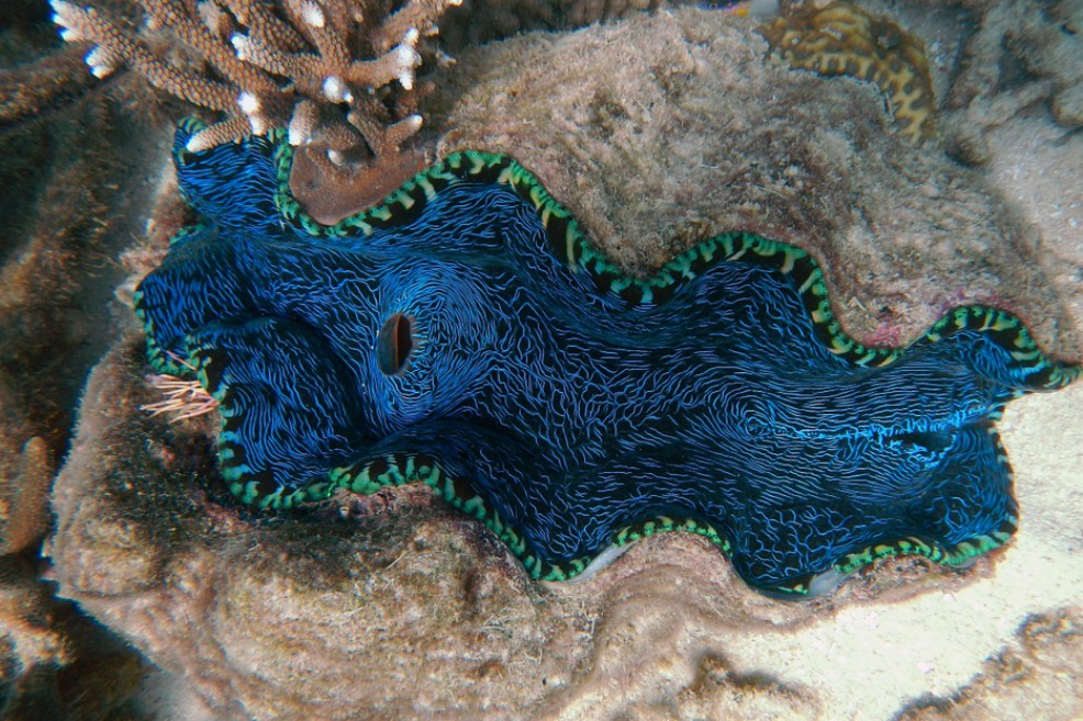 Un 70 por ciento de los arrecifes coralinos corre el riesgo de sufrir una degradación a largo plazo para 2100. / Pixabay