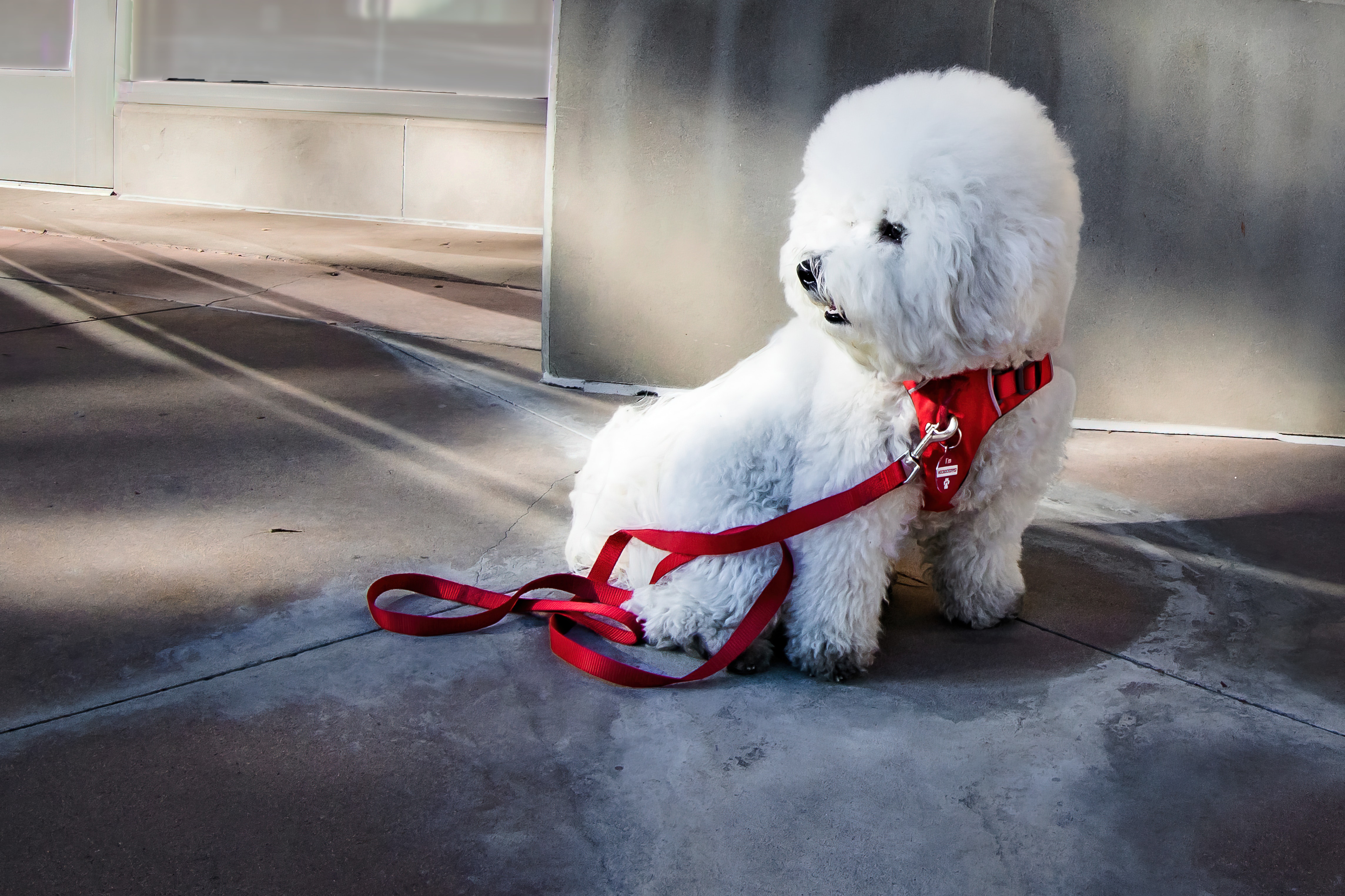Razas de perros pequeños perfectas para convivir con adultos mayores