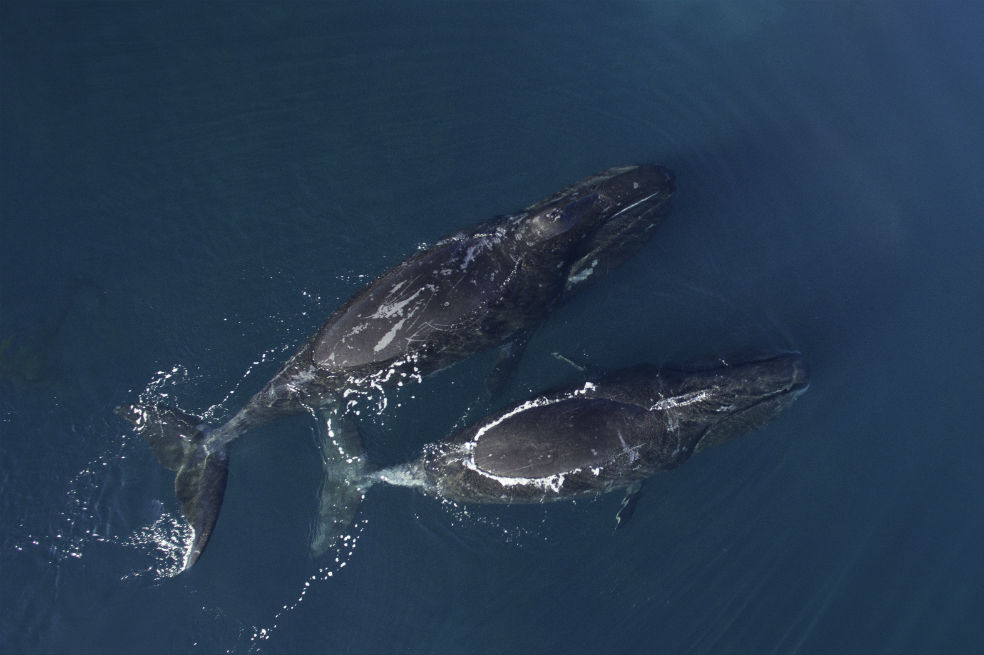 Ballenas boreales: los «músicos de jazz» del océano