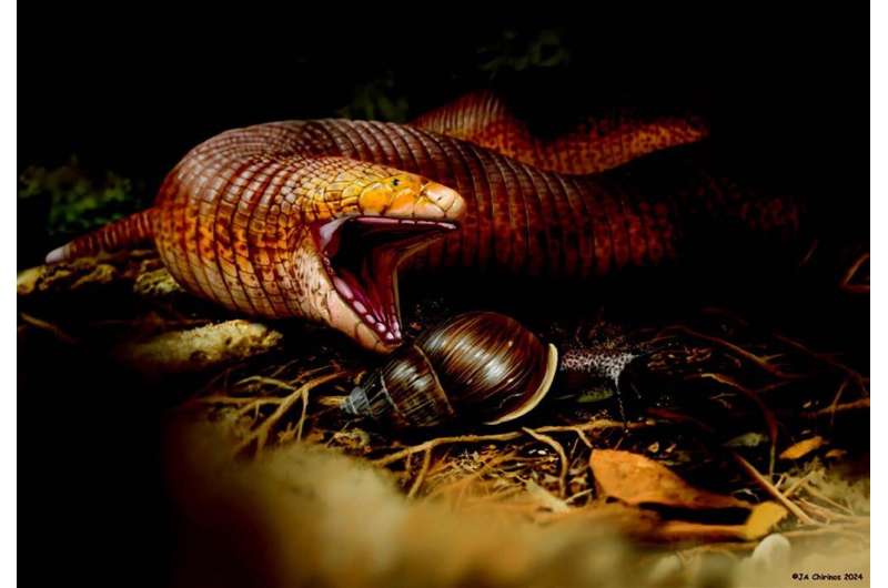 Descubren la especie de lagarto gusano fósil más grande conocida hasta ahora