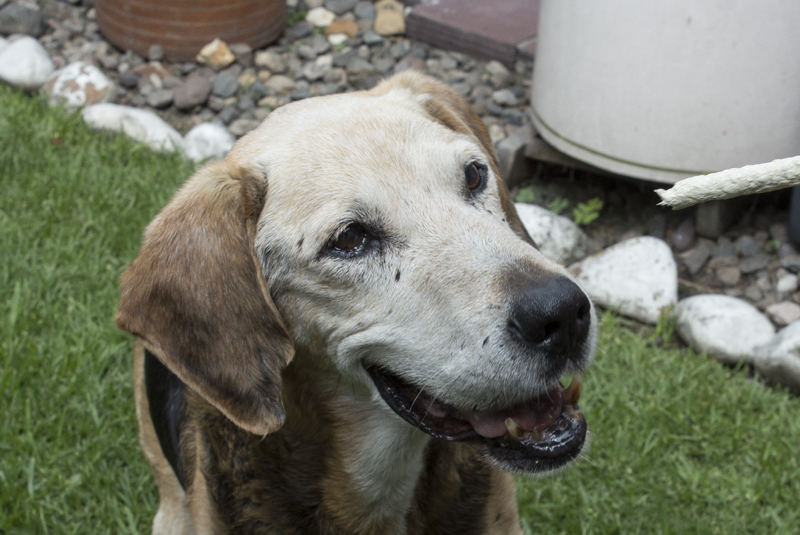 Cabo, el perro callejero que salvó la vida de un trabajador en la Utadeo