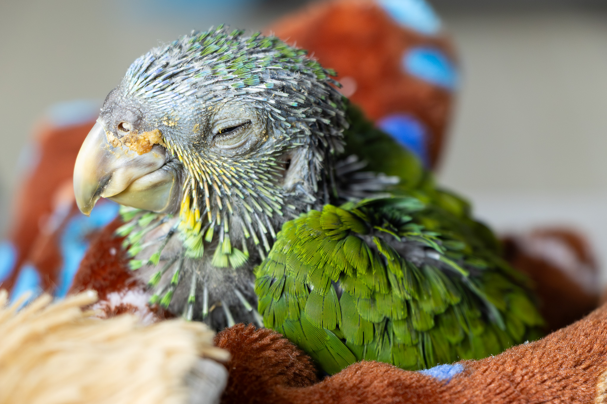 Loros decomisados