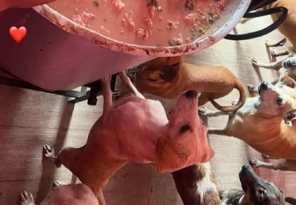 El uso diario dejó sin olla a fundación que alimenta animales rescatados: buscan voluntarios