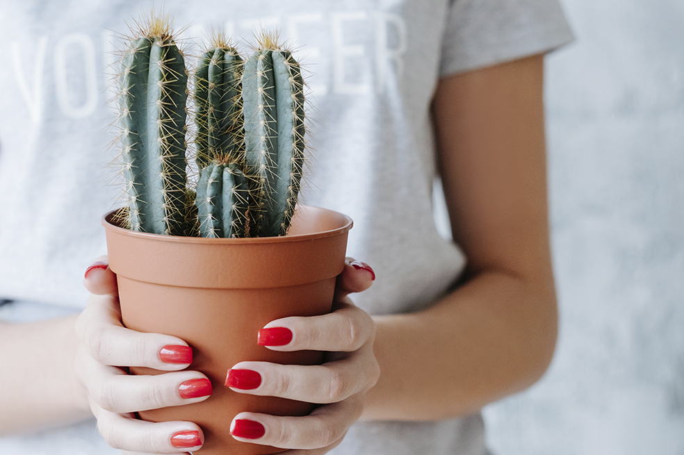 Cactus