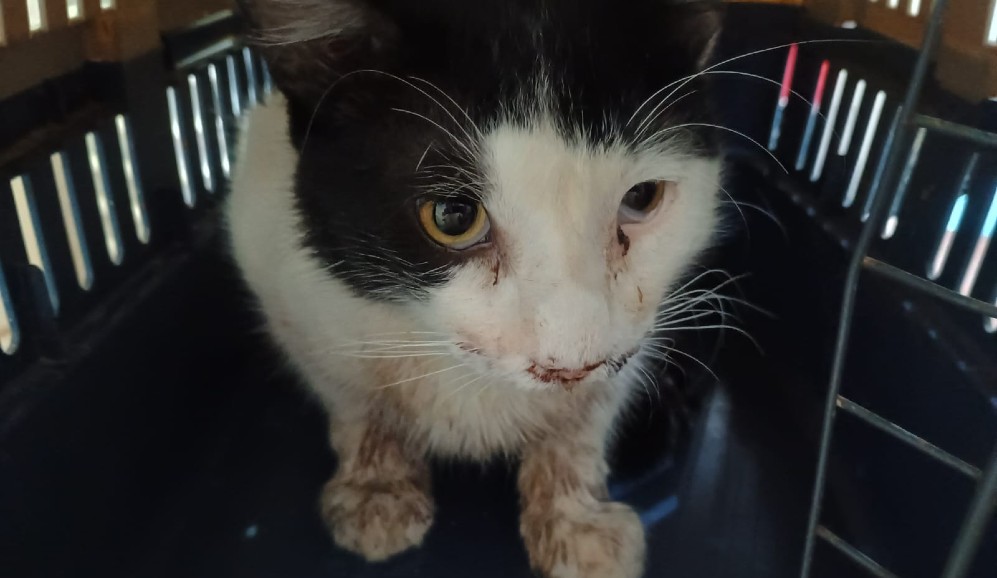 Gato con fracturas en el rostro necesita cirugía: buscan donaciones para salvarlo