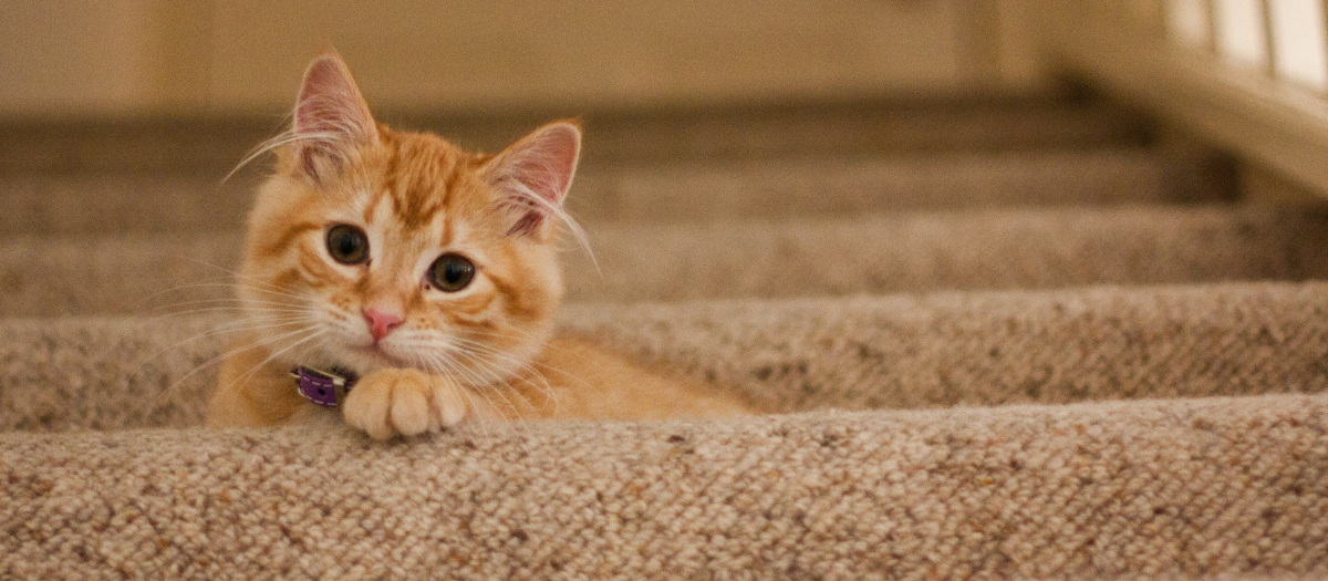 10 nombres para gatos machos que te encantarán