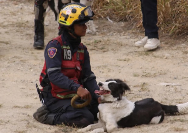 Tsunami, el perro rescatado del maltrato que ahora salva vidas tras terremoto en Venezuela