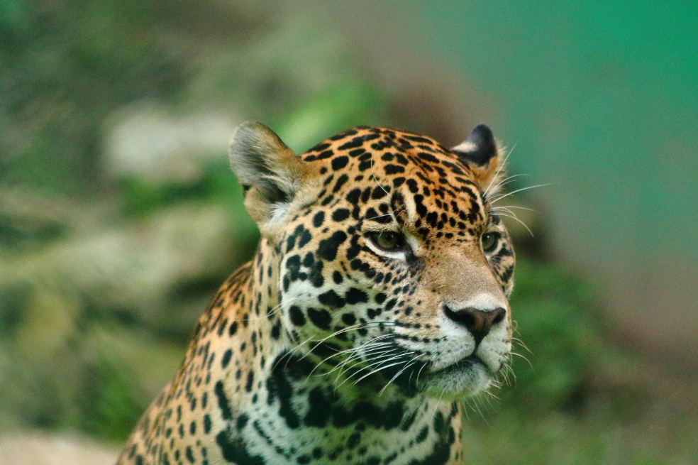 Jaguar (Panthera onca).