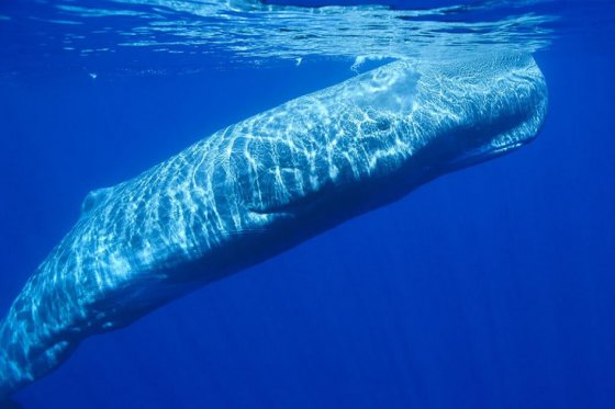 El cambio climático, un azote para las ballenas