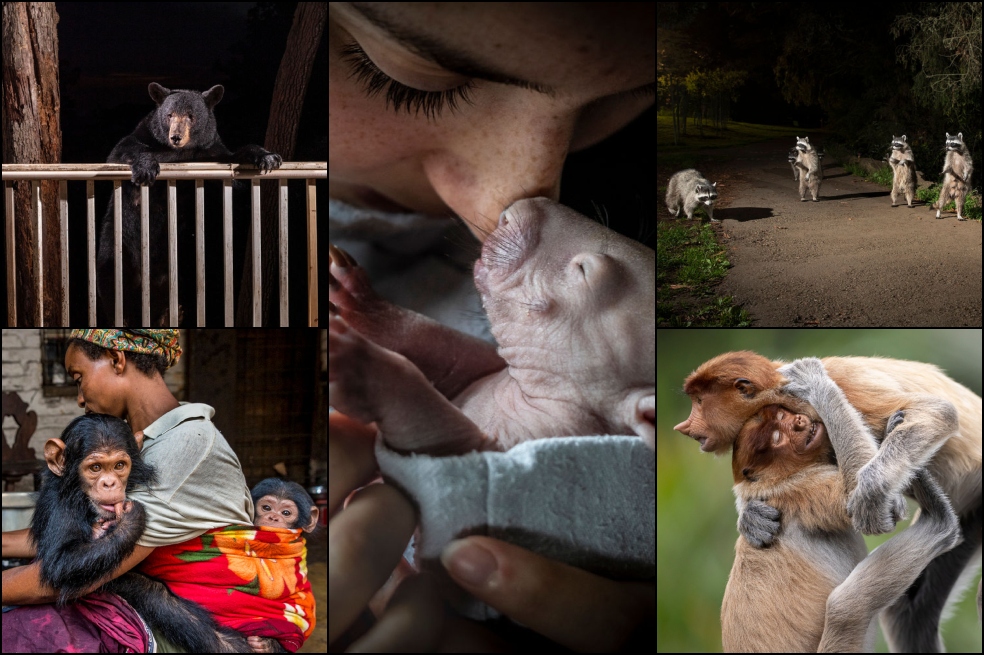 Estas son las bellas, extrañas e impresionantes fotos ganadoras del BigPicture 2023