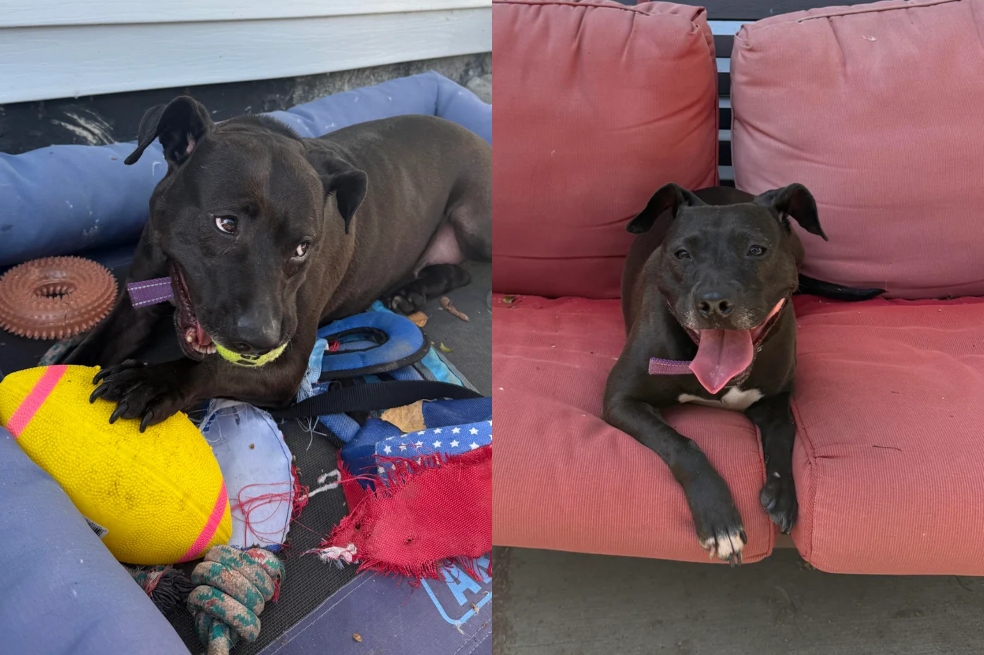 Después de 730 días en un refugio, esta perrita finalmente consiguió una familia