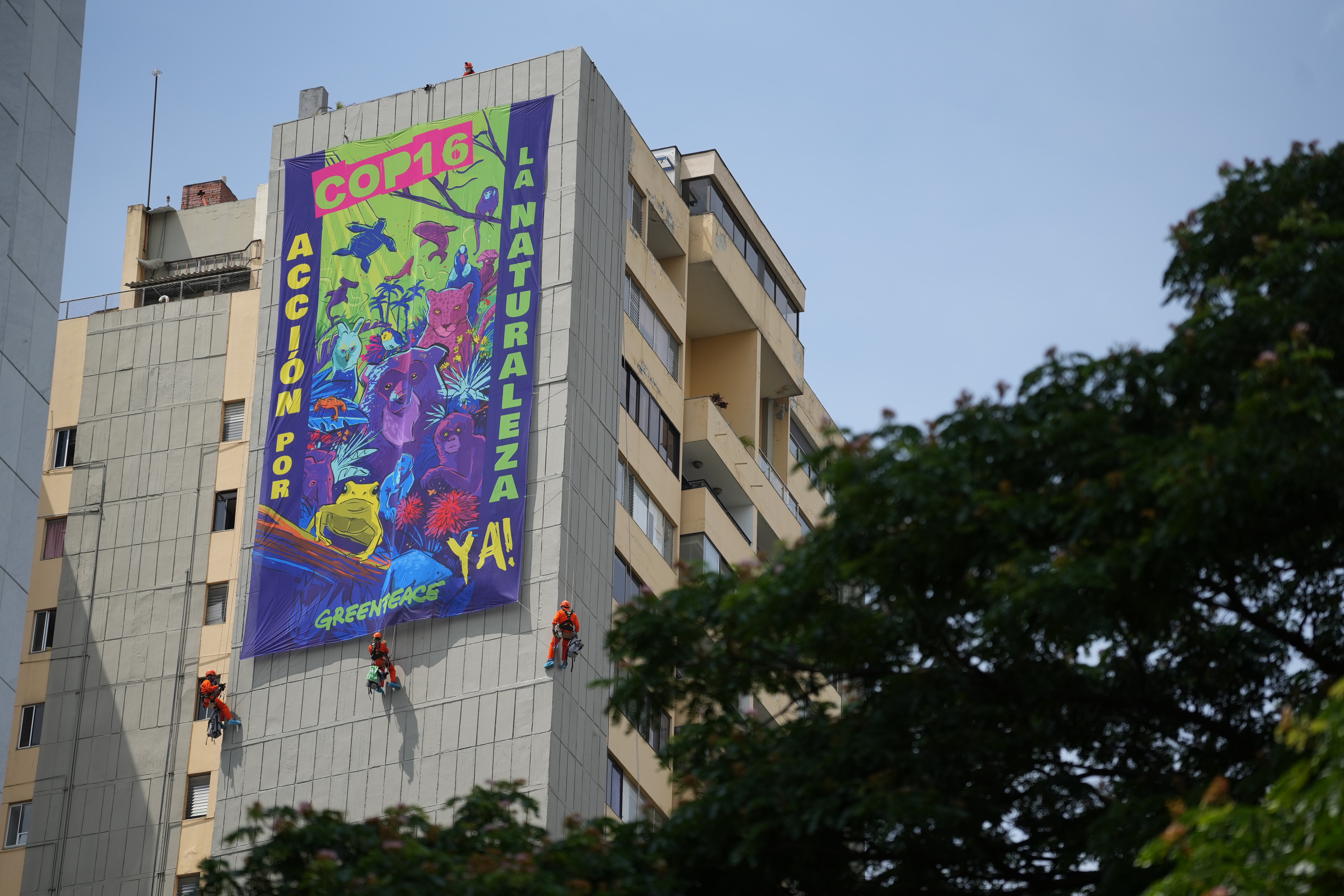 AME8584. CALI (COLOMBIA), 18/10/2024.- Activistas de Greenpeace despliegan un cartel sobre un edificio este viernes, en la ciudad de Cali (Colombia). La organización ambientalista Greenpeace hizo un llamado urgente a la protección de la naturaleza, y en especial de los ecosistemas, con una pancarta gigante desplegada en la fachada de un edificio de la ciudad colombiana de Cali donde el próximo lunes comienza la COP16 de biodiversidad. EFE/ Ernesto Guzmán