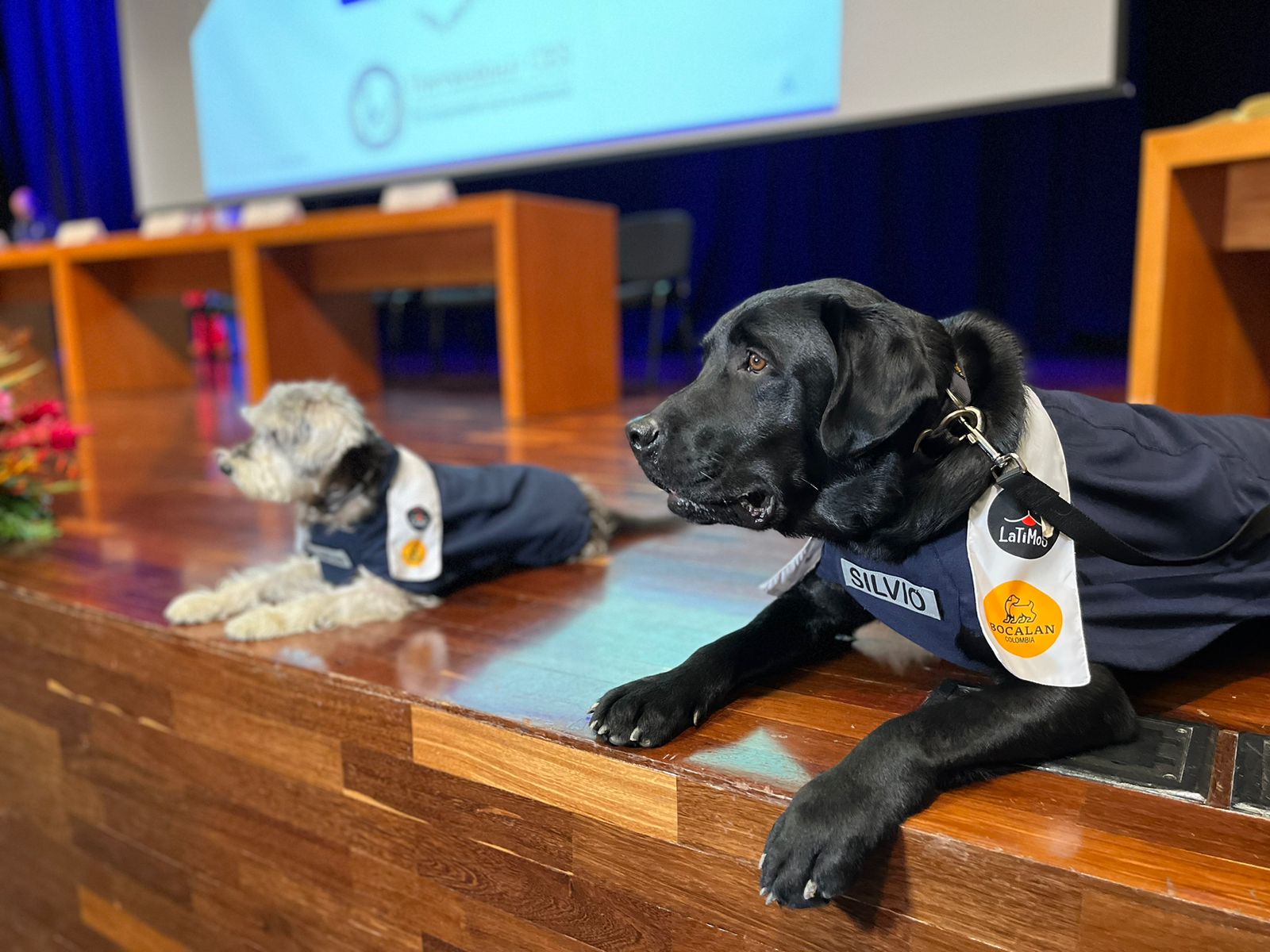 Ramona y Silvio, los primeros perros universitarios de Colombia