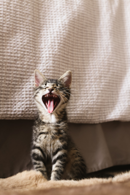 ¿Por qué mi gato me muerde? Acá te dejamos 4 razones