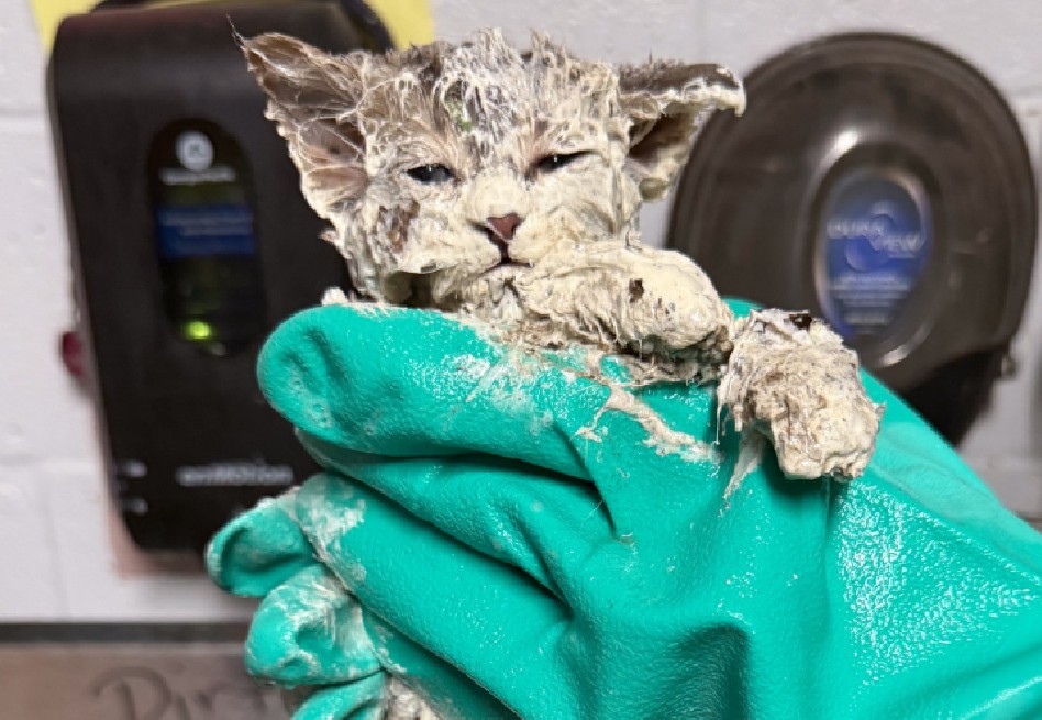 Gato sobrevivió luego de ser encontrado cubierto de pegamento industrial: así se lo quitaron