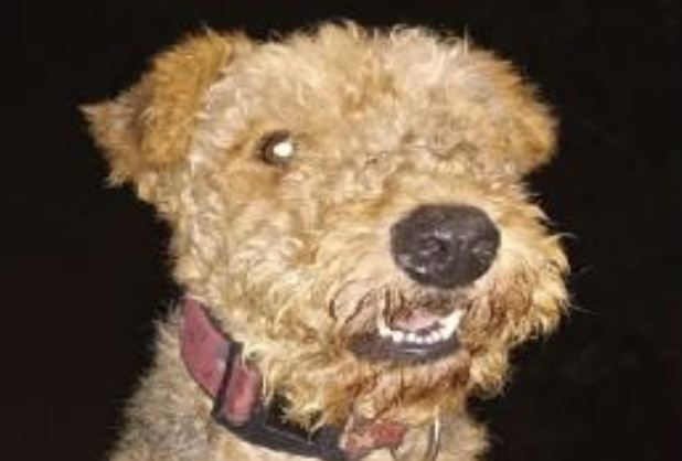 La historia de Salvador, el perro que murió durante quema de pólvora en Ibagué