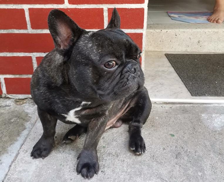 Hemivértebra: la enfermedad hereditaria que afecta a los perros braquicéfalos