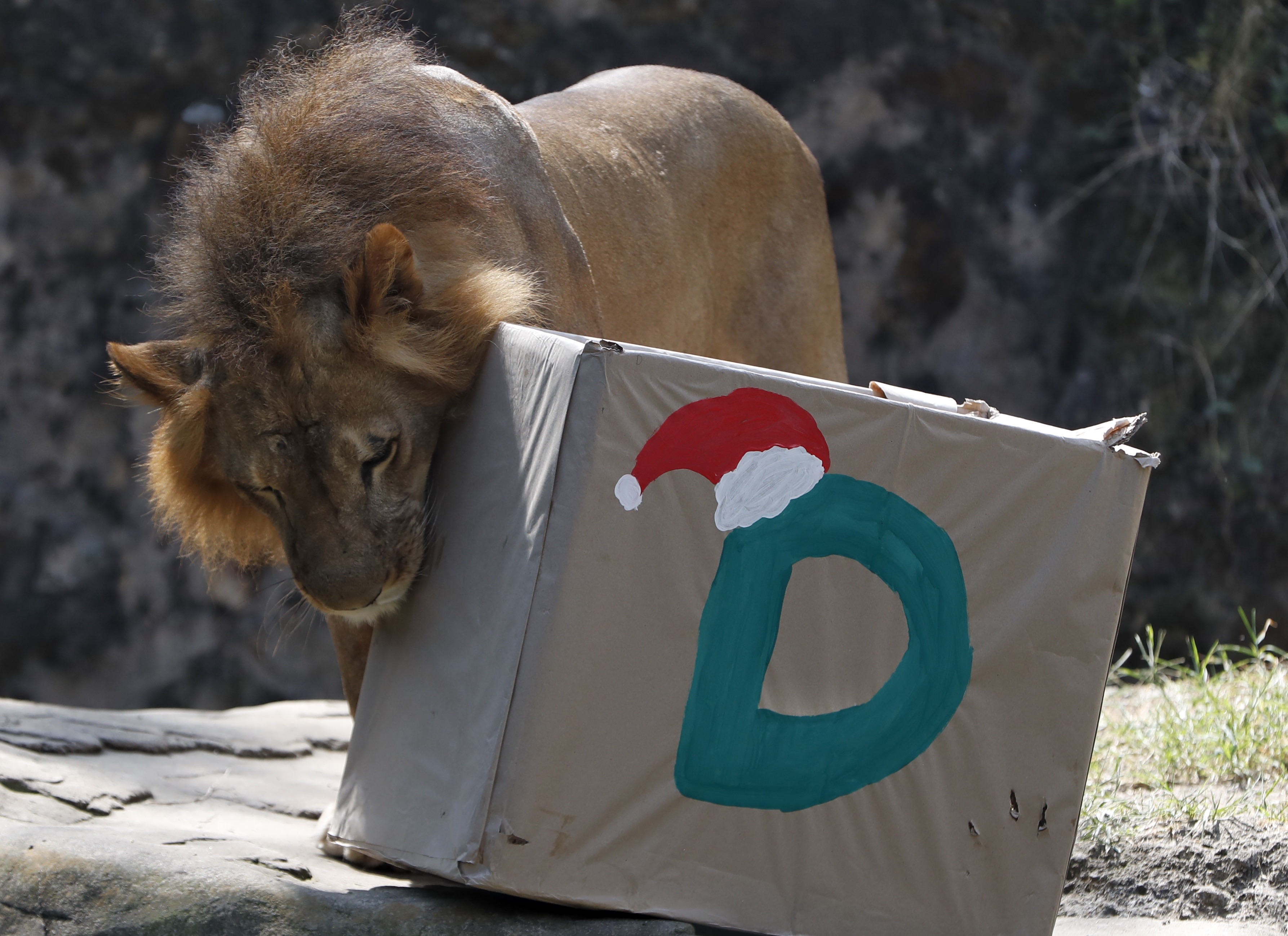 Promotores de bienestar animal le dieron una dulce navidad a varios animales del zoológico con cajas adornadas como regalos donde les ofrecieron los alimentos que más disfrutan.