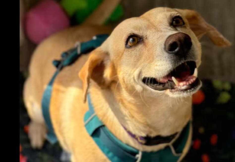 “Ni una mirada”: la historia de Daisy, la perrita que nadie quiso adoptar