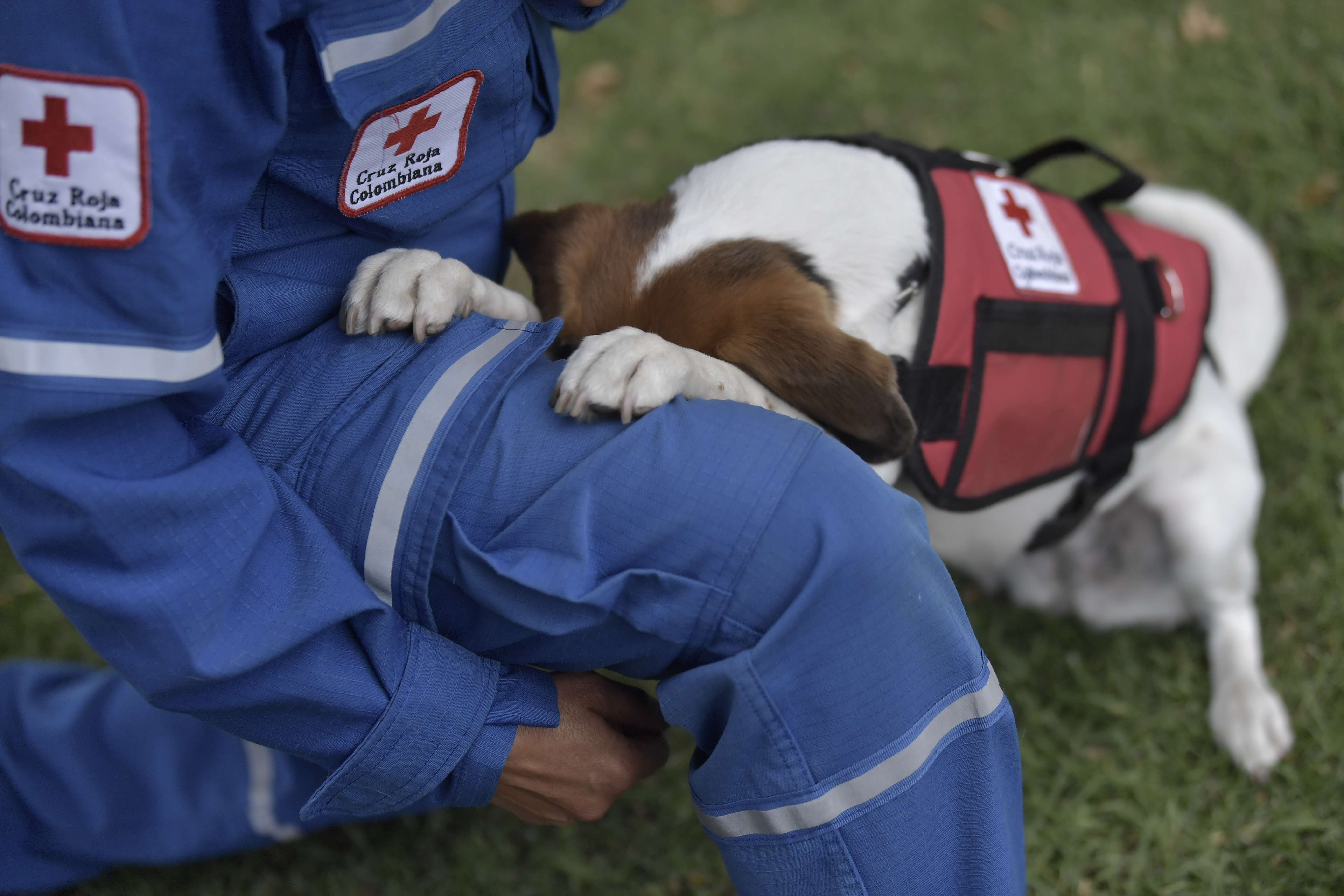 Perros de apoyo psicosocial: así ayudan a las víctimas de eventos traumáticos