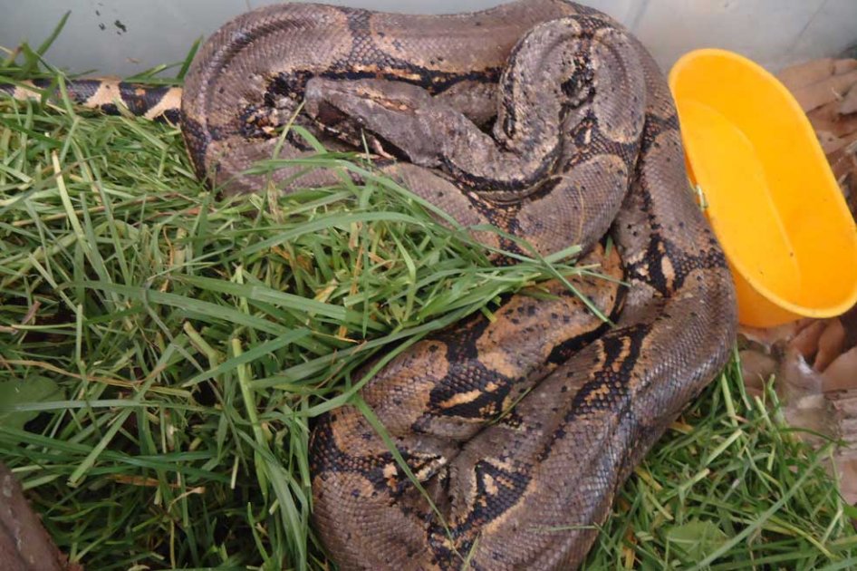 Boa constrictor de dos metros de largo fue hallada en el centro de Bogotá
