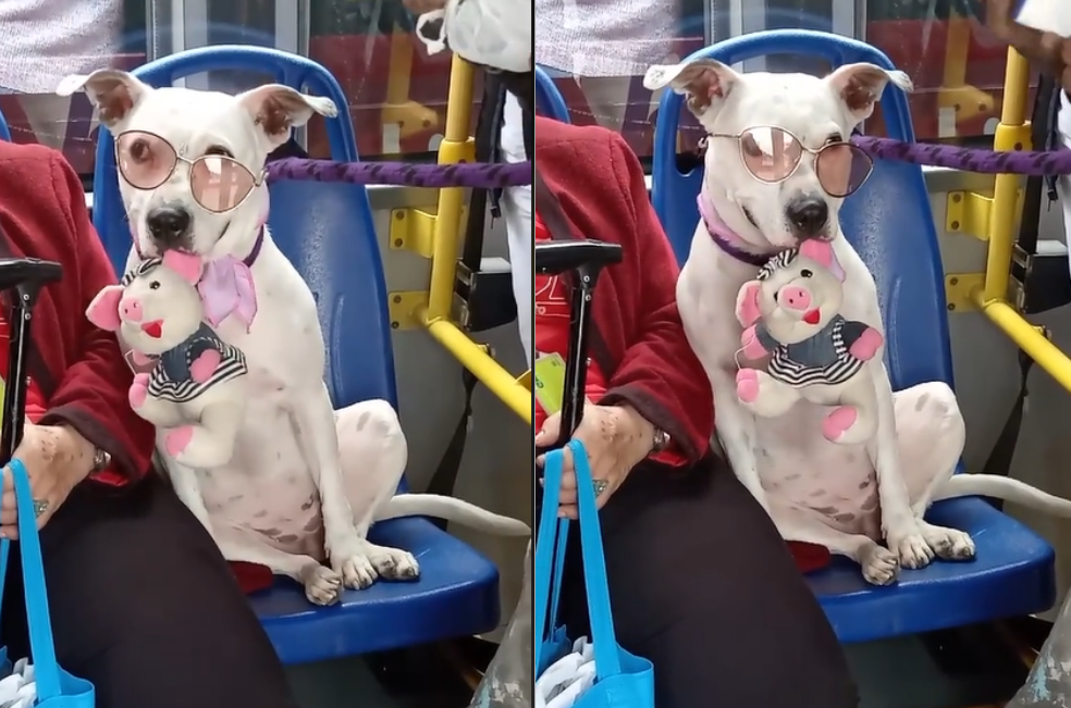 Perro con gafas de sol ocupa silla azul en TransMilenio y genera controversia