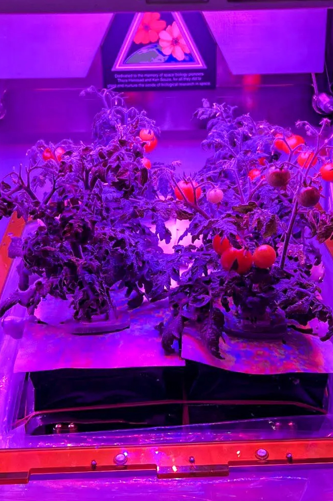 Astronautas de la NASA recuperaron un tomate que duró 8 meses perdido en el espacio