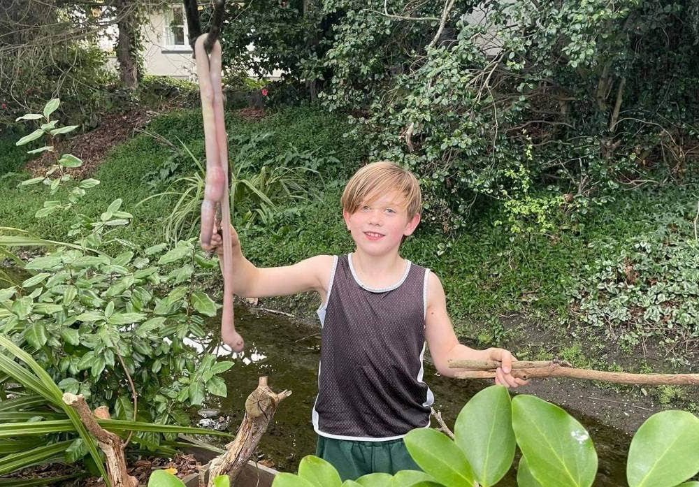 Un niño de nueve años encuentra lombriz de casi un metro de largo en Nueva Zelanda