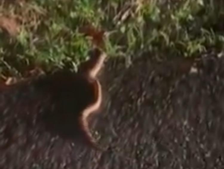 Video: Hallan gran boa constrictor en carretera de Villeta, Cundinamarca