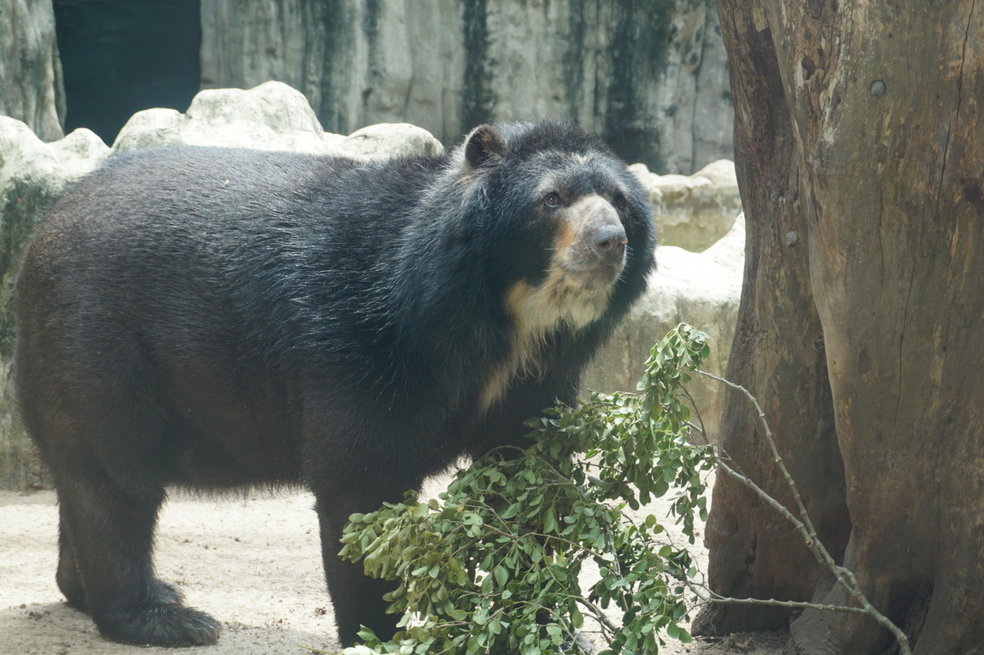 El oso “Chucho” y los derechos de los animales, a audiencia pública en la Corte Constitucional
