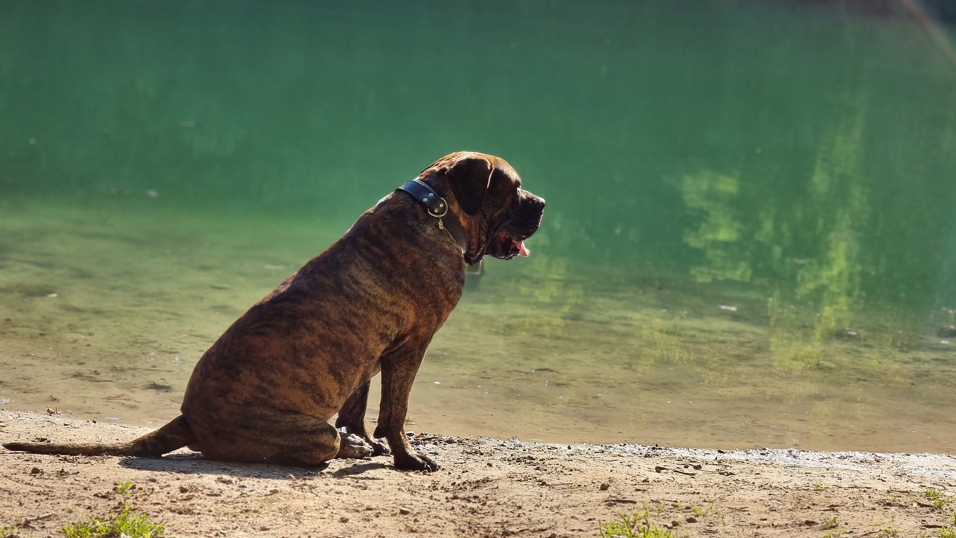 (Fotos) Seis perros guardianes para cuidar y proteger su casa | Noticias  hoy | EL ESPECTADOR