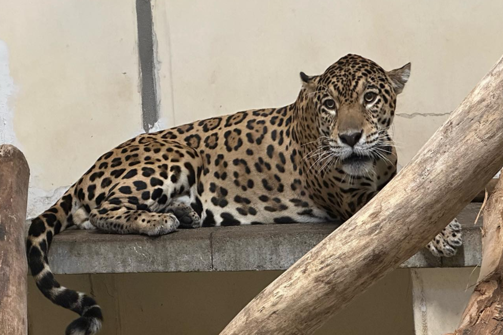 Dos jaguares son los nuevos integrantes del Bioparque Ukumarí, en Pereira