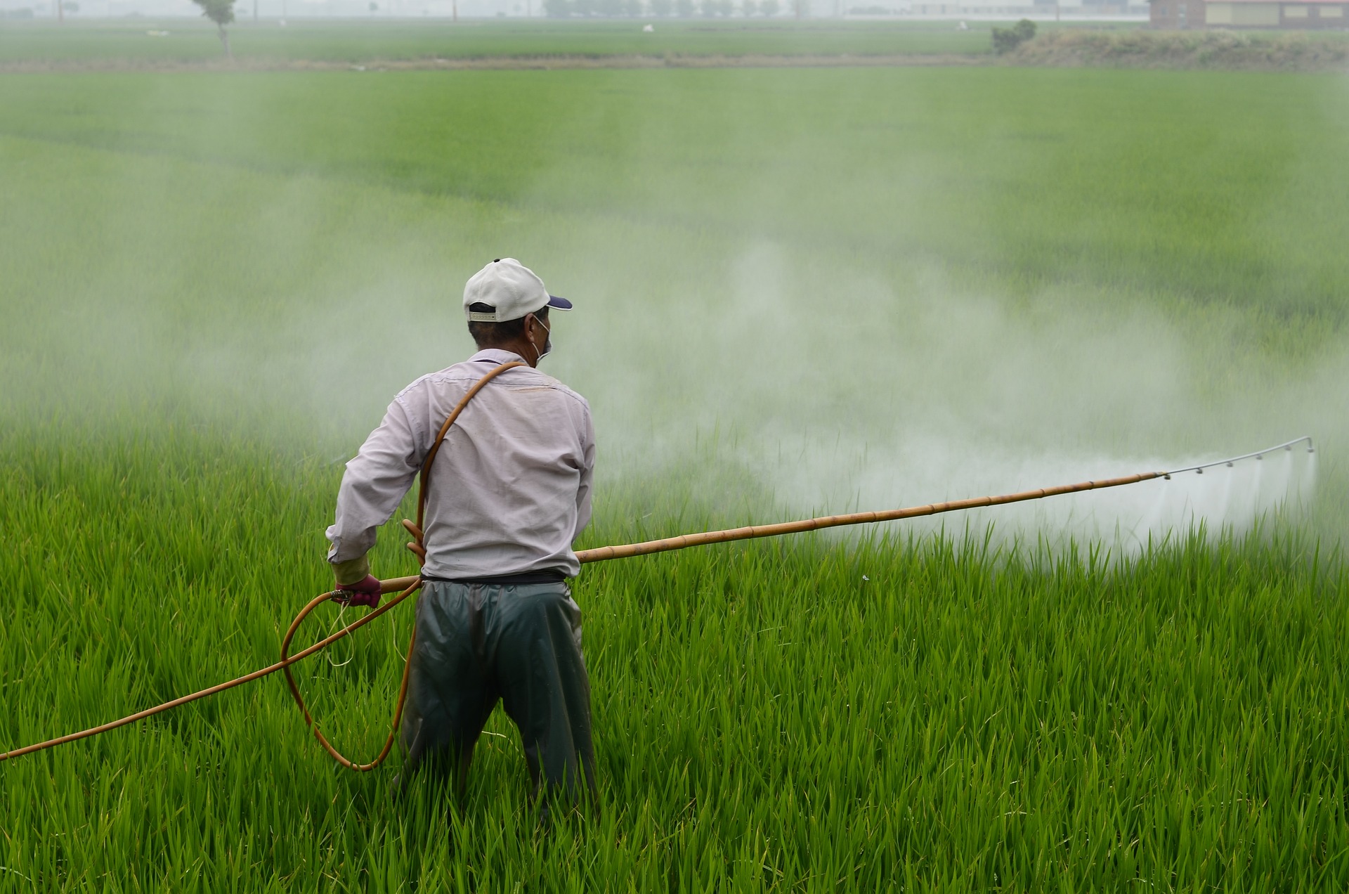 ¿Para qué sirve la creolina en las plantas?