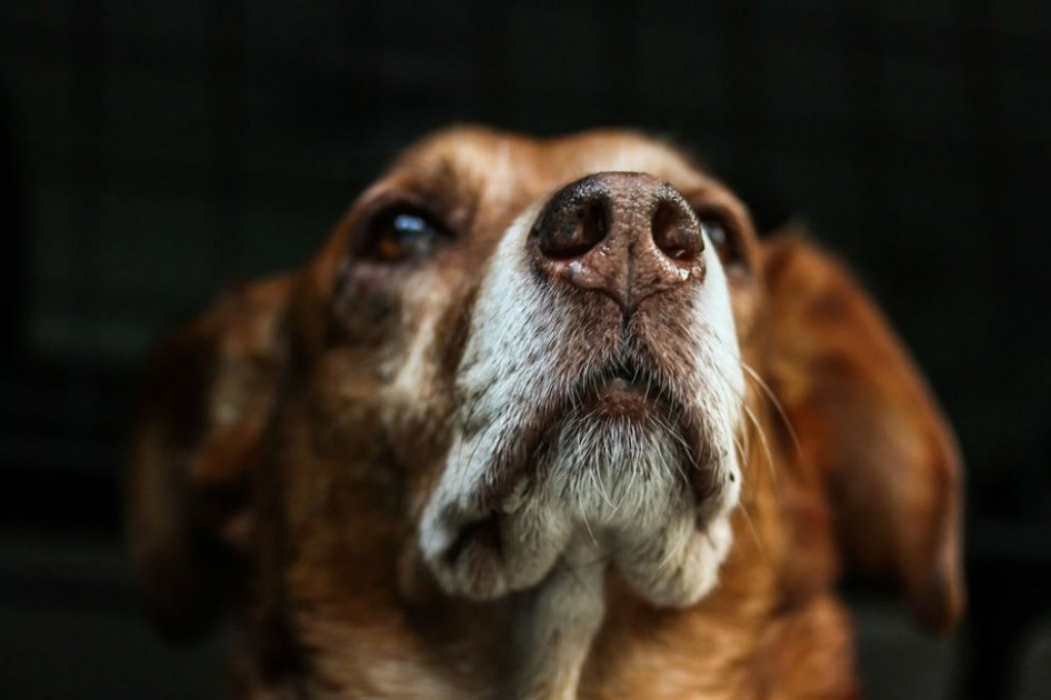 Maltrato animal en Costa Rica: obreros amarraron latas de cerveza a un perro