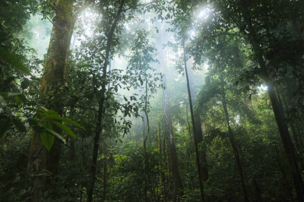 Bosques tropicales han superado su capacidad de retener dióxido de carbono