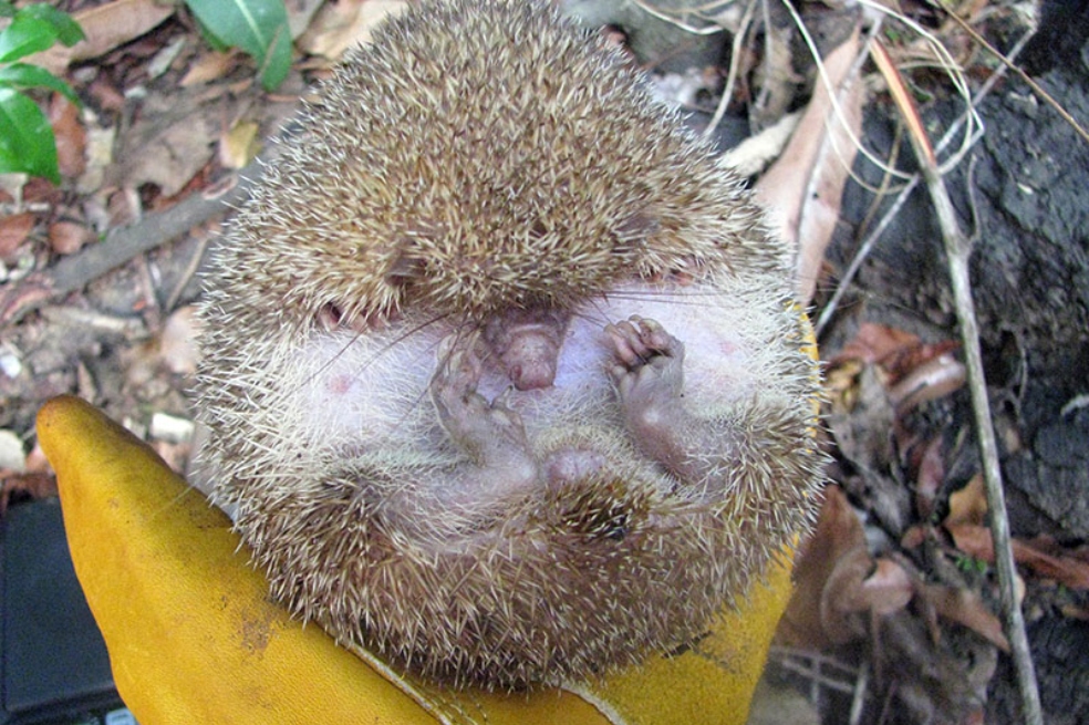 El grado en que los animales utilizan la heterotermia varía no solo según la especie, sino también entre individuos. Los tenrecs erizos grandes (Setifer setosus), por ejemplo, pueden mantener una temperatura corporal más alta y estable durante el embarazo.