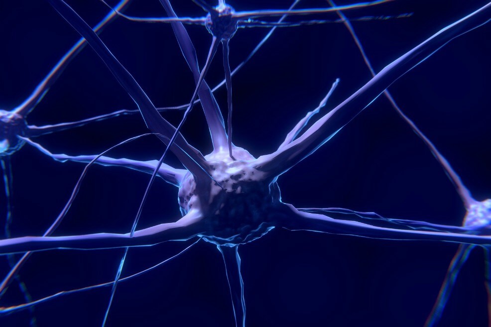 Cuando falta un hemisferio del cerebro la otra mitad compensa las conexiones