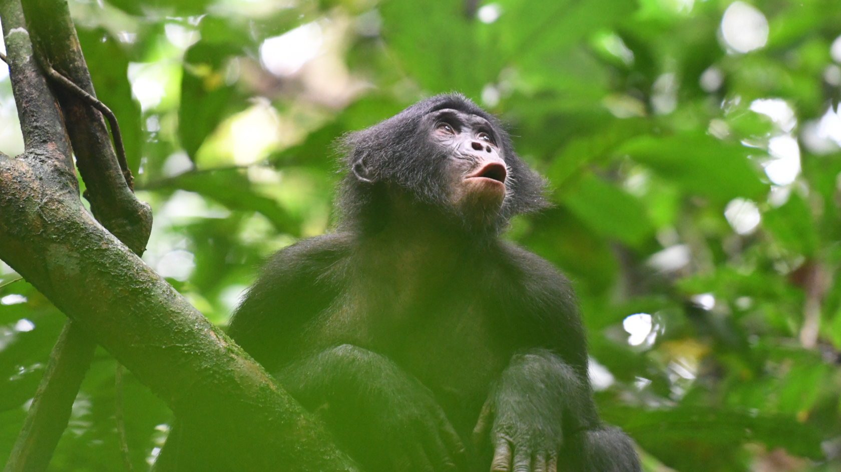 Detectan una estructura clave del lenguaje humano en los cantos de estos primates