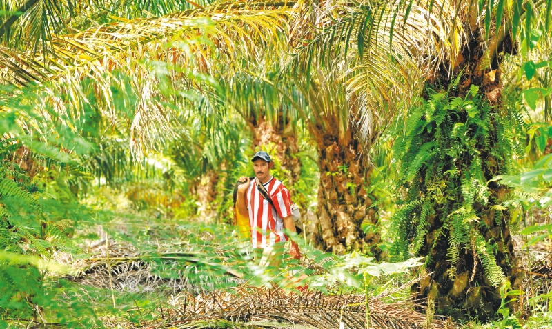 La alianza paramilitar con los palmeros en el bajo Atrato chocoano