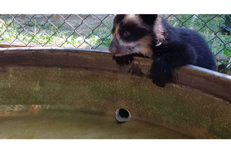 El oso «Remedios» se queda en el zoológico de Santa Fe de Medellín por orden de Tribunal