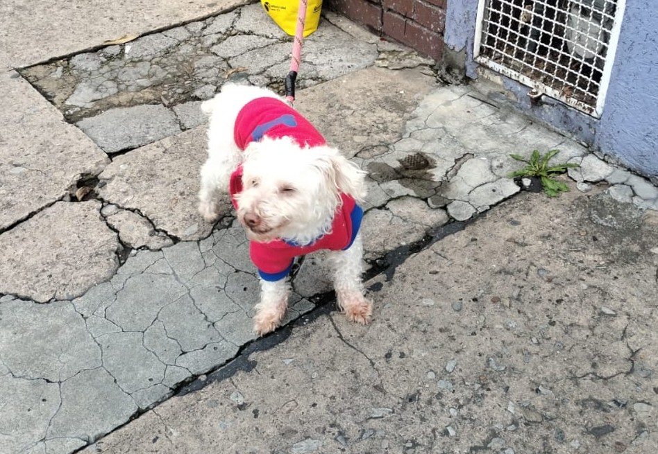 “Cuídame”: con esta triste carta abandonaron a un perrito en Bogotá (video)