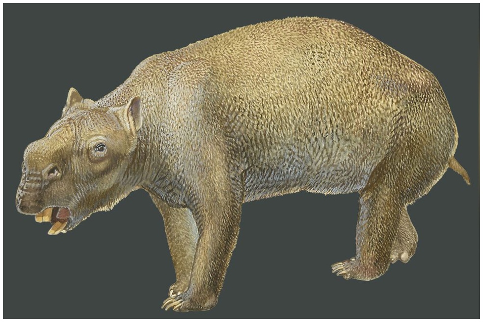 Los diprotodontes son marsupiales extintos, emparentados con los koalas y los wombats.