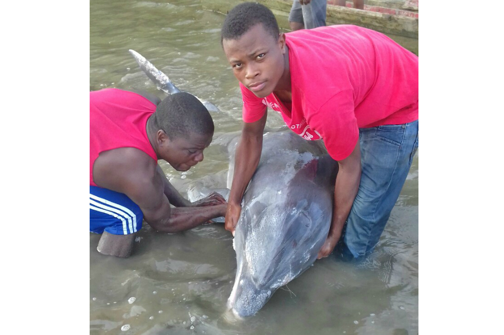 Encuentran delfín enfermo en la bahía de Buenaventura