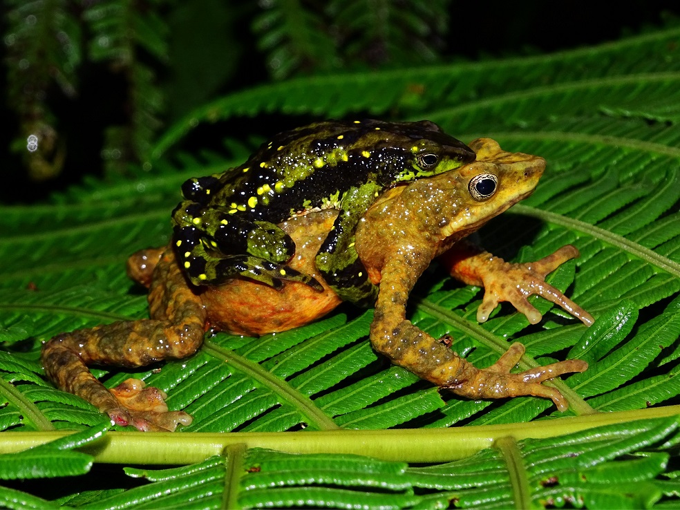 rana
