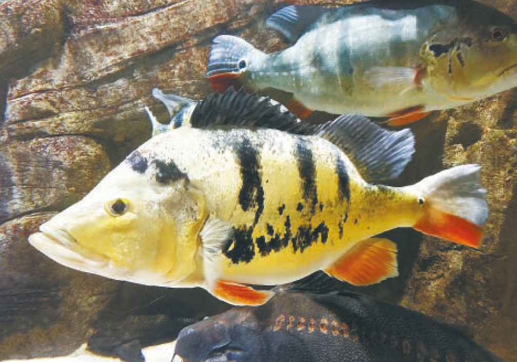 El tucunaré, el pez que invadió una represa y está acabando con peces nativos y pescadores